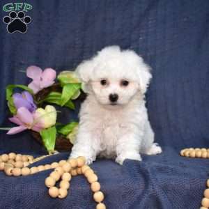 Hopper (Tiny), Bichon Frise Puppy